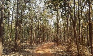 through the forest path