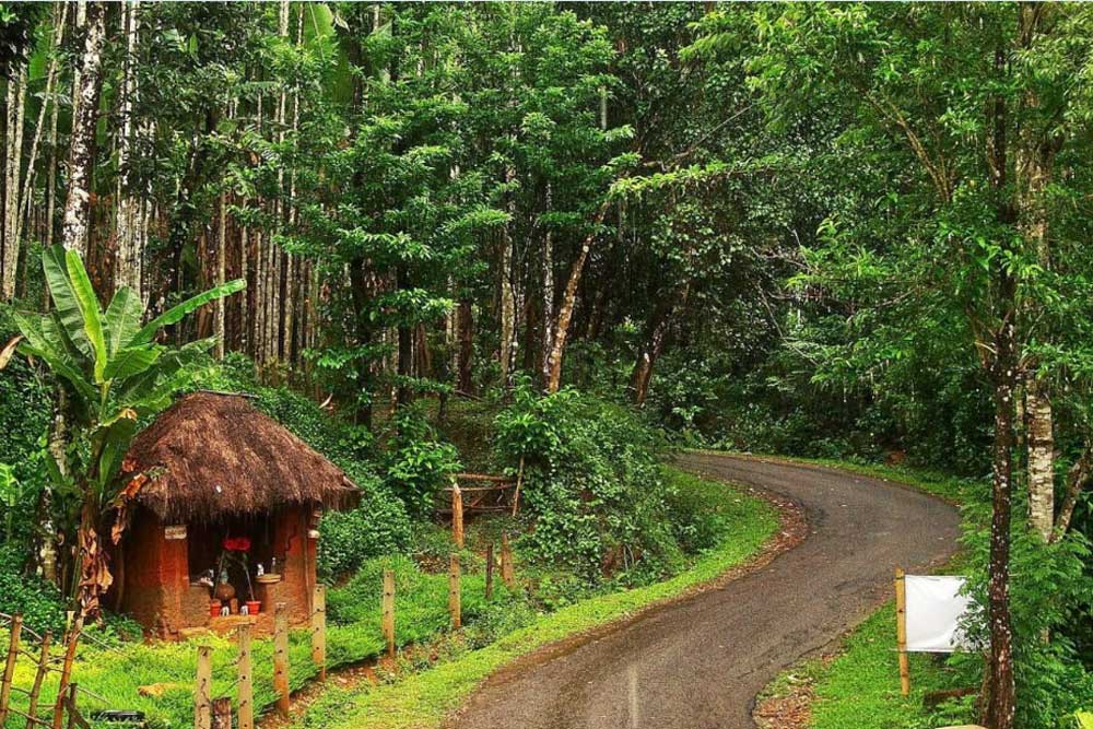 agumbe rain forest