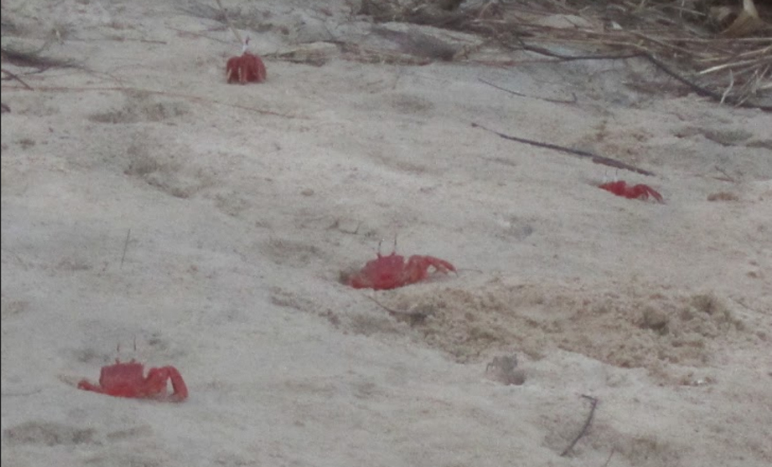 land of red crabs