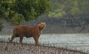 sundarban