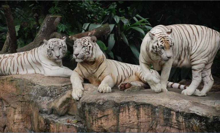 white tiger safari