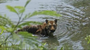 sundarban tiger