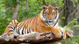 royal bengal tiger