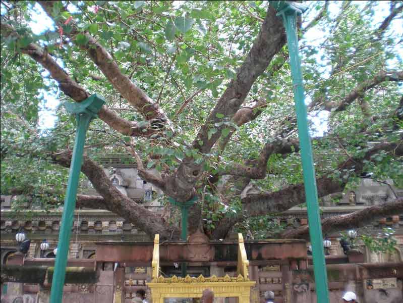 bodhi tree 