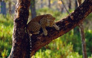 Karnataka wildlife cover