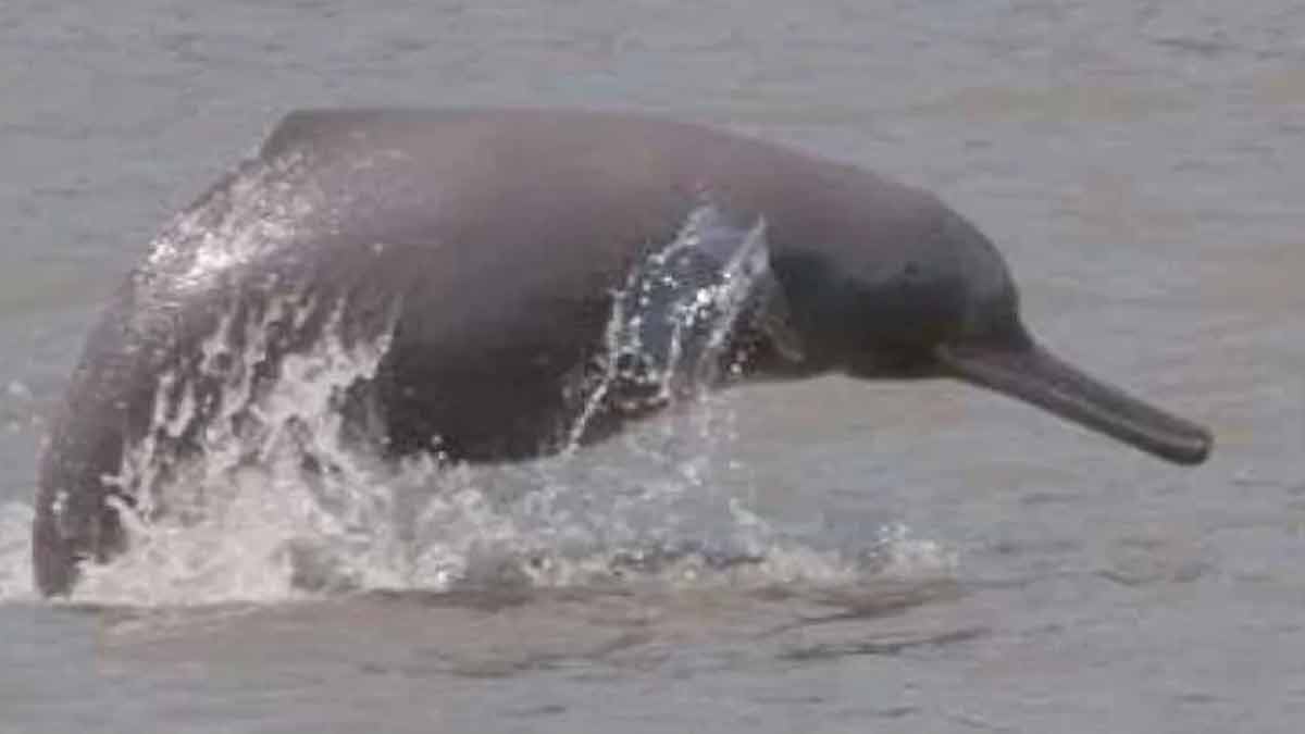 dolphin in kolkata