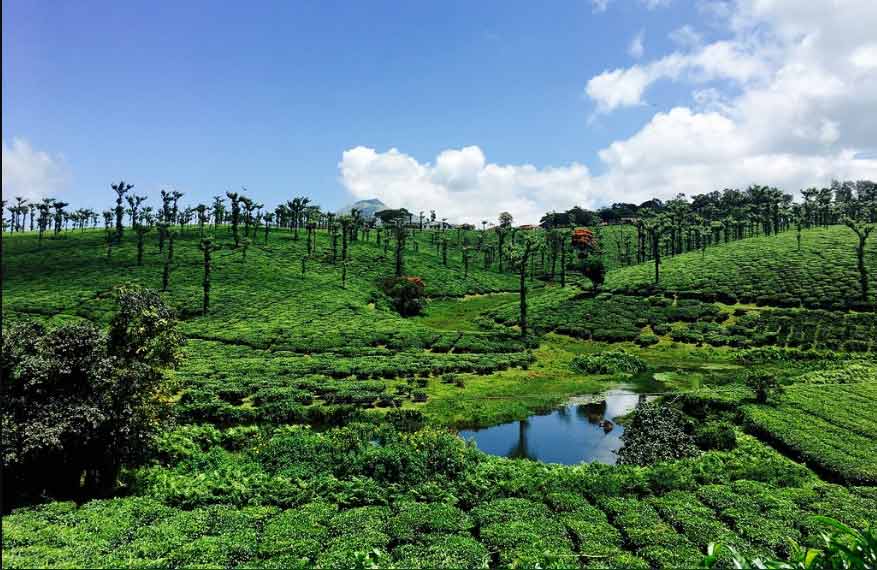 tea estates in Nelliyampathy