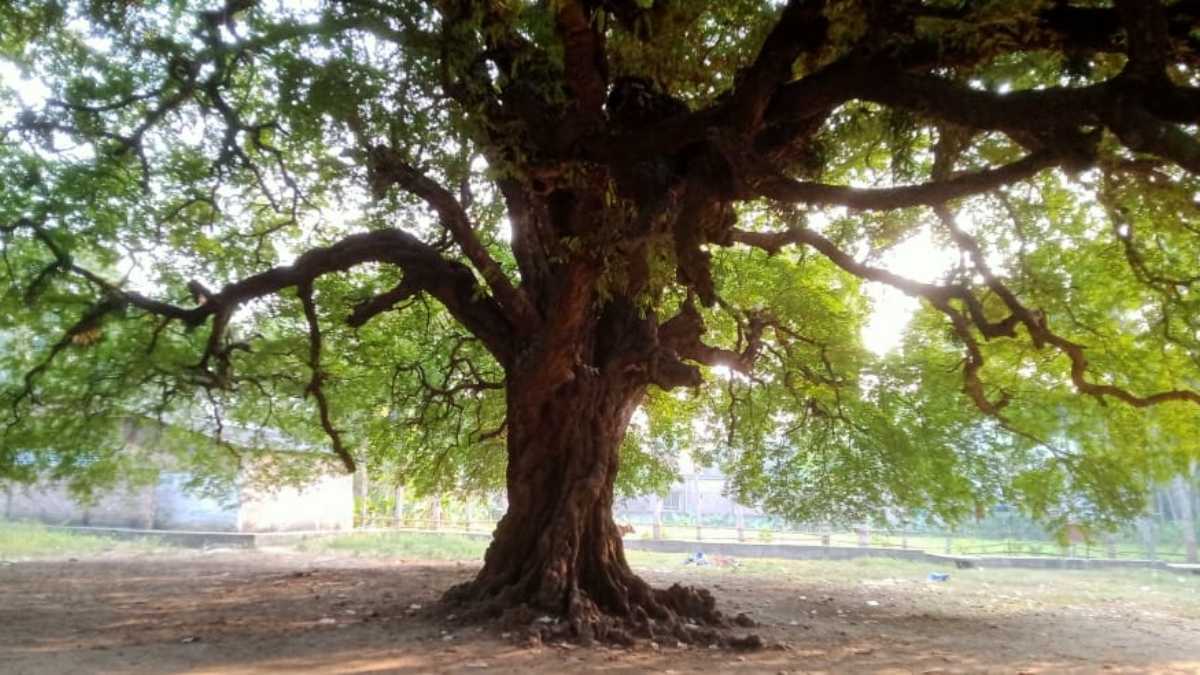 গঙ্গাবাসে প্রাচীন তেঁতুল গাছ