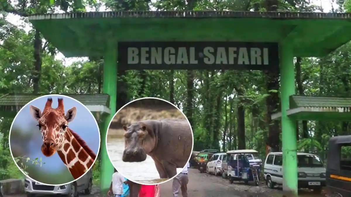 Bengal Safari