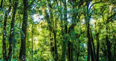 Buxa Forest