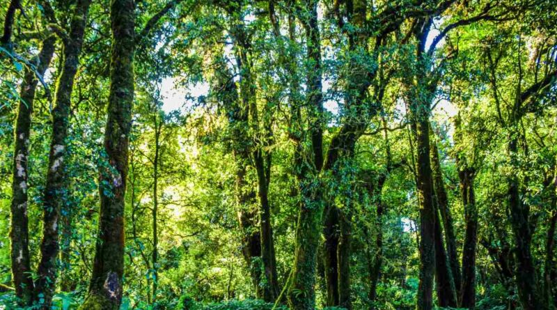 Buxa Forest