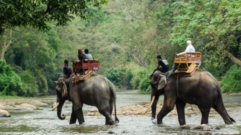 Gorumara National Park