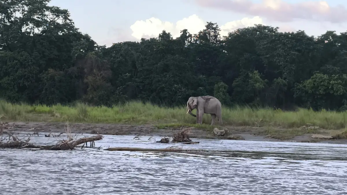 পর্যটনের নবজাগরণে প্রাণ ফিরে পেল মানস জাতীয় উদ্যান